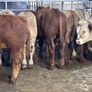 9 top quality suckler bred bull Weanlings for sale Image 5