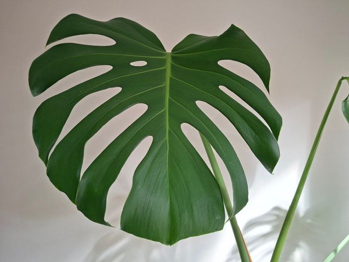 Monstera Deliciosa plant