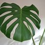 Monstera Deliciosa plant Image 3