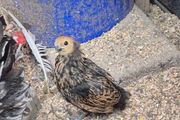 Bantam Pullets