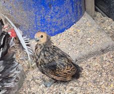 Bantam Pullets