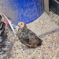 Bantam Pullets