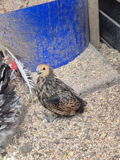 Bantam Pullets