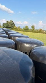 Haylage