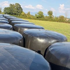 Haylage