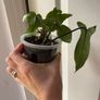 houseplant Philodendron 69686 Image 2