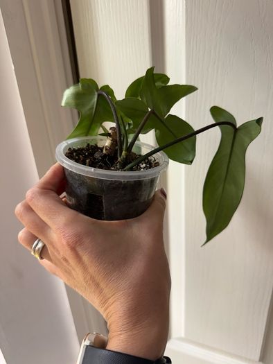 houseplant Philodendron 69686