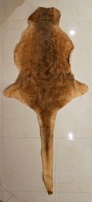 Kangaroo Pelt