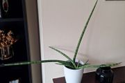 Healthy Sansevieria Cylindrica (African Spear) in Ceramic Pot