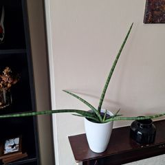 Healthy Sansevieria Cylindrica (African Spear) in Ceramic Pot