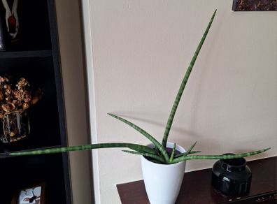 Healthy Sansevieria Cylindrica (African Spear) in Ceramic Pot