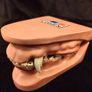 Vintage Canine Jaw Model Image 6