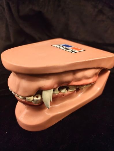 Vintage Canine Jaw Model
