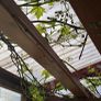 Grape Vine Image 5
