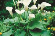 plants