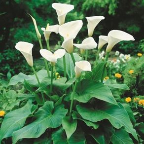 plants