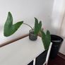 Alocasia Zebrina + Decorative Pot Image 2