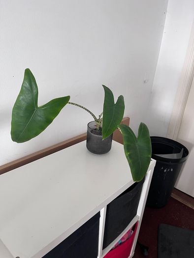 Alocasia Zebrina + Decorative Pot