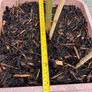 plant Image 2