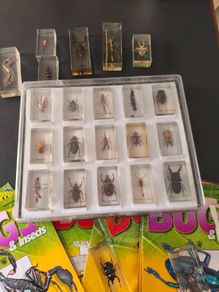 Insects BUGS in resin