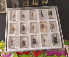 Insects BUGS in resin