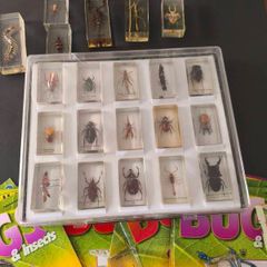 Insects BUGS in resin