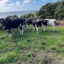 Incalf heifers Image 5