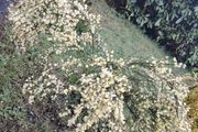 Cytisus praecox Allgold  plant