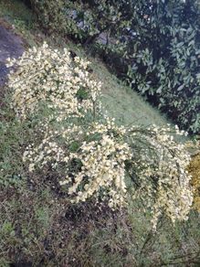 Cytisus praecox Allgold  plant