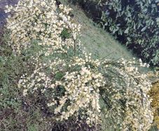 Cytisus praecox Allgold  plant