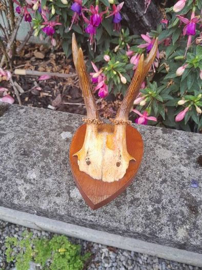 vintage hunting trophy