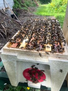 Native AMM bees, including poly nuc and feeder