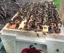Native AMM bees, including poly nuc and feeder
