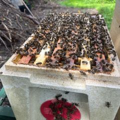 Native AMM bees, including poly nuc and feeder
