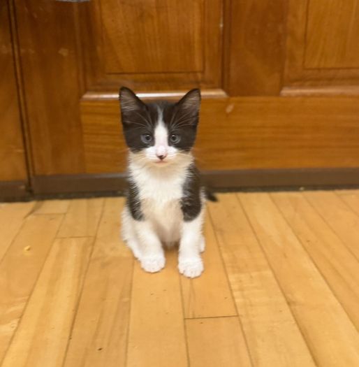 kitten