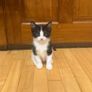 kitten Image 2