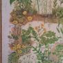 Vintage Botanical Print / Poster - Waste Ground & Weeds Image 2