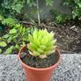 plant Image 3