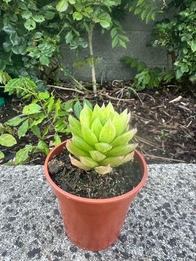 plant