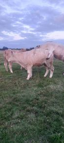 Pedigree Charolais Heifer
