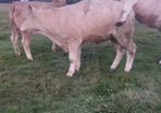 Pedigree Charolais Heifer