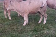 Pedigree Charolais Heifer