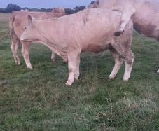 Pedigree Charolais Heifer