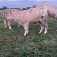 Pedigree Charolais Heifer