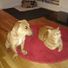 dogcat8521