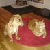 dogcat8521