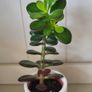 Jade plants. Money plants. Image 3