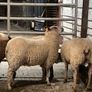 Rouge breeding ewe lambs Image 9