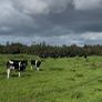 Maiden heifers Feb 26 born Image 2