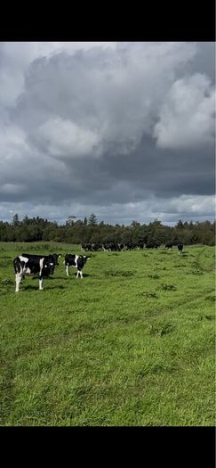 Maiden heifers Feb 26 born
